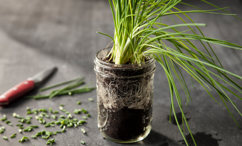 What’s in Season: Chives